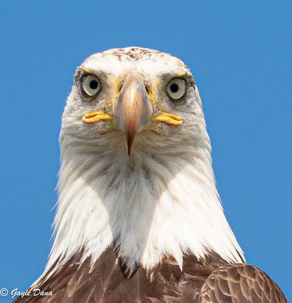 Bald Eagle Portrait 2 5 8 26